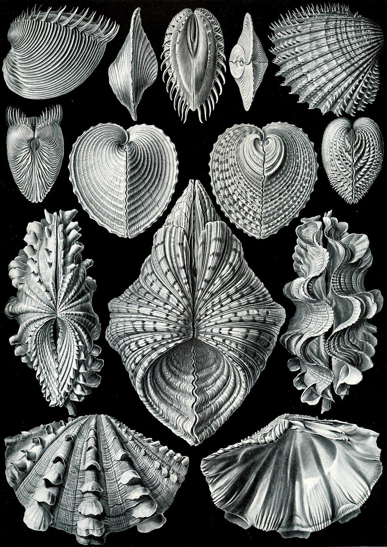 Bivalves — Acephala — Ernst Haeckel, original artwork; not a product photo