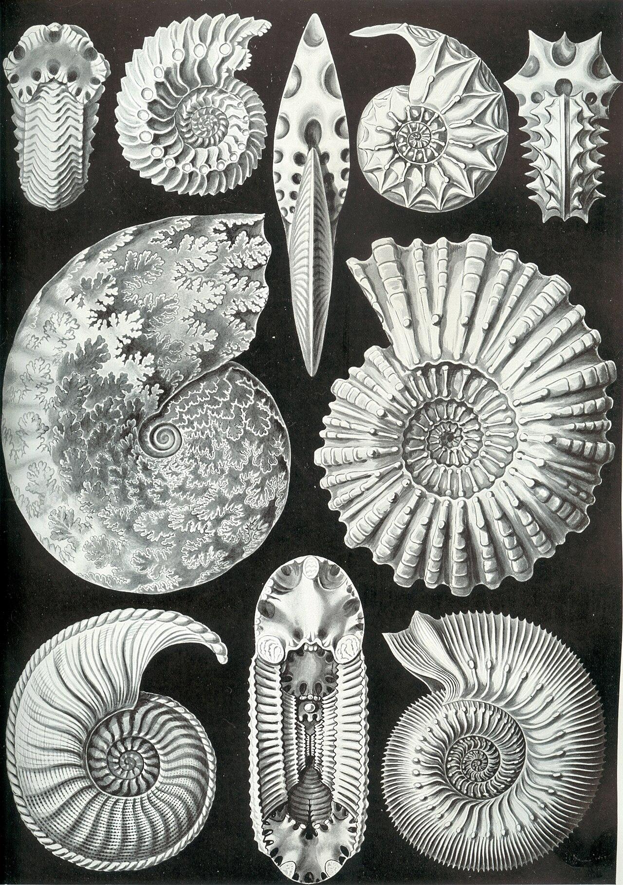 Ammonites — Ammonitida — Ernst Haeckel, original artwork; not a product photo