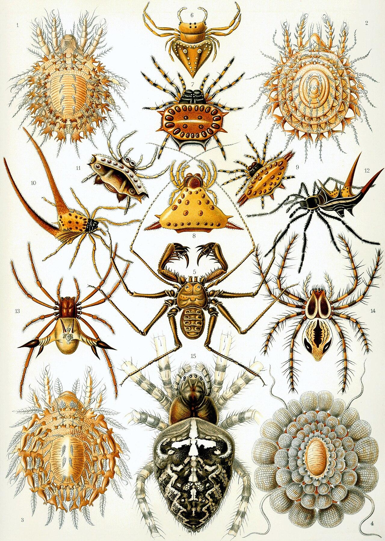 Arachnids — Arachnida — Ernst Haeckel, original artwork; not a product photo