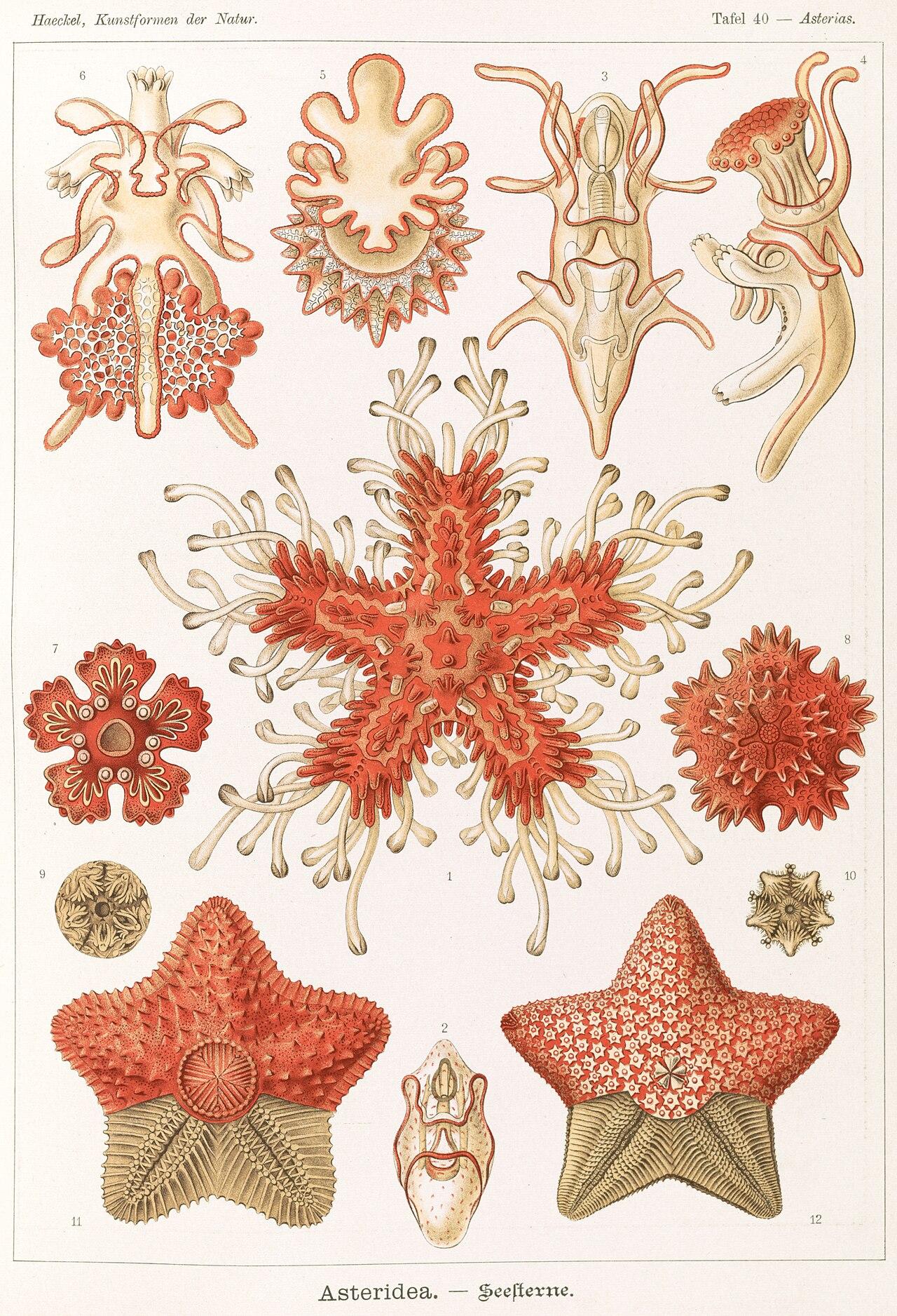 Starfish — Asteridea — Ernst Haeckel, original artwork; not a product photo
