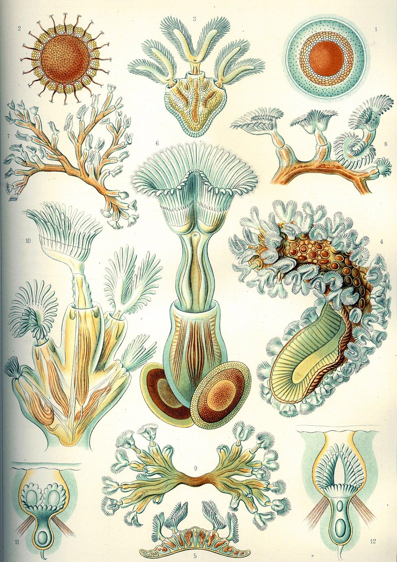 Bryozoans — Bryozoa — Ernst Haeckel, original artwork; not a product photo