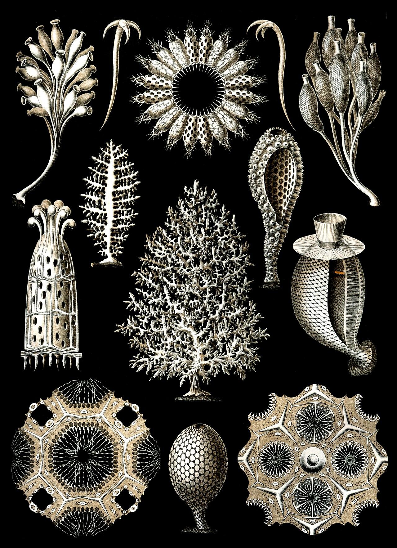 Calcareous sponges — Calcispongiae — Ernst Haeckel, original artwork; not a product photo