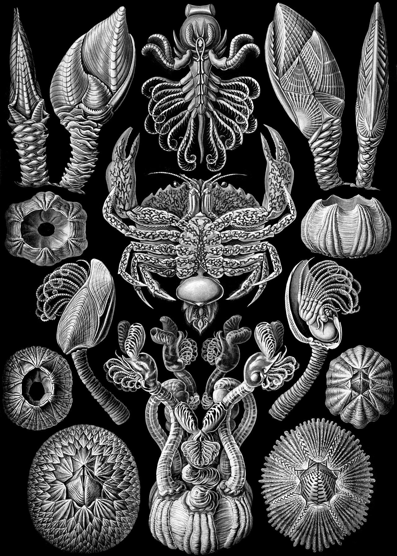 Barnacles — Cirripedia — Ernst Haeckel, original artwork; not a product photo