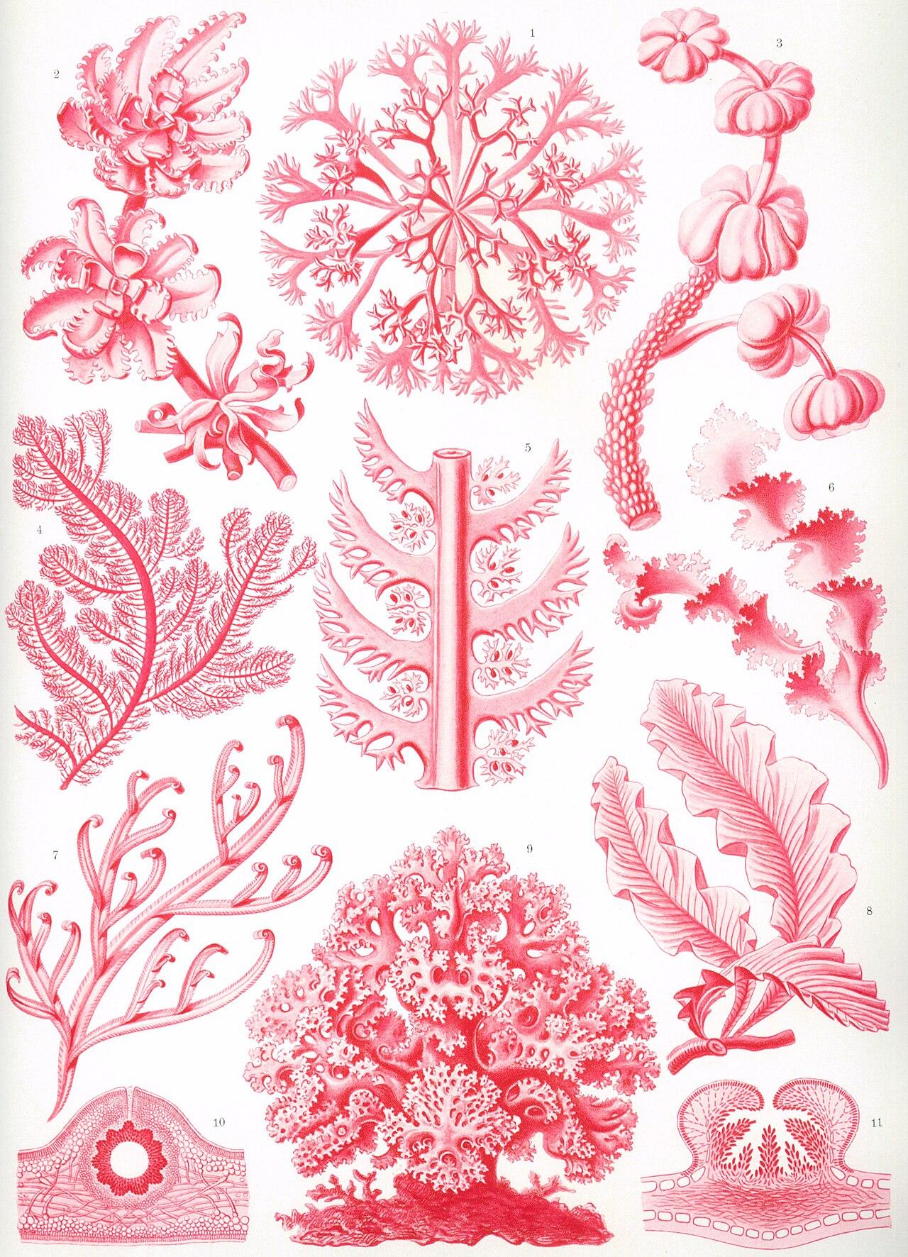 Red algae — Florideae — Ernst Haeckel, original artwork; not a product photo