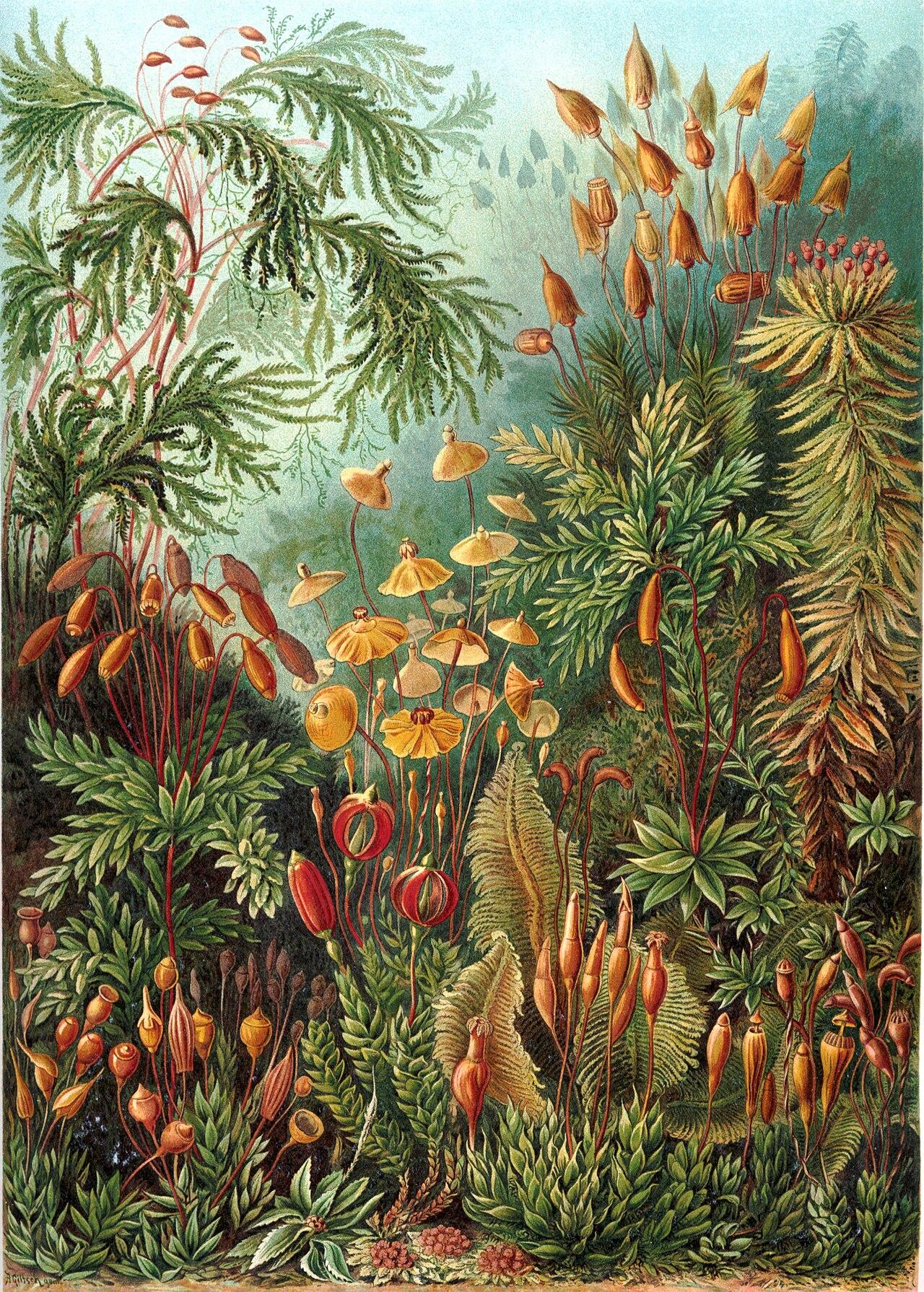 Mosses — Muscinae — Ernst Haeckel, original artwork; not a product photo
