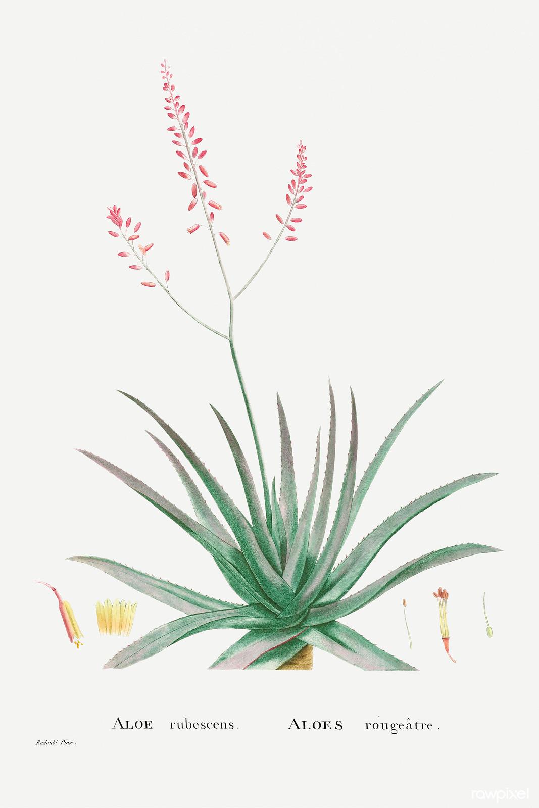 Aloe rubescens — Pierre-Joseph Redouté, original artwork; not a product photo