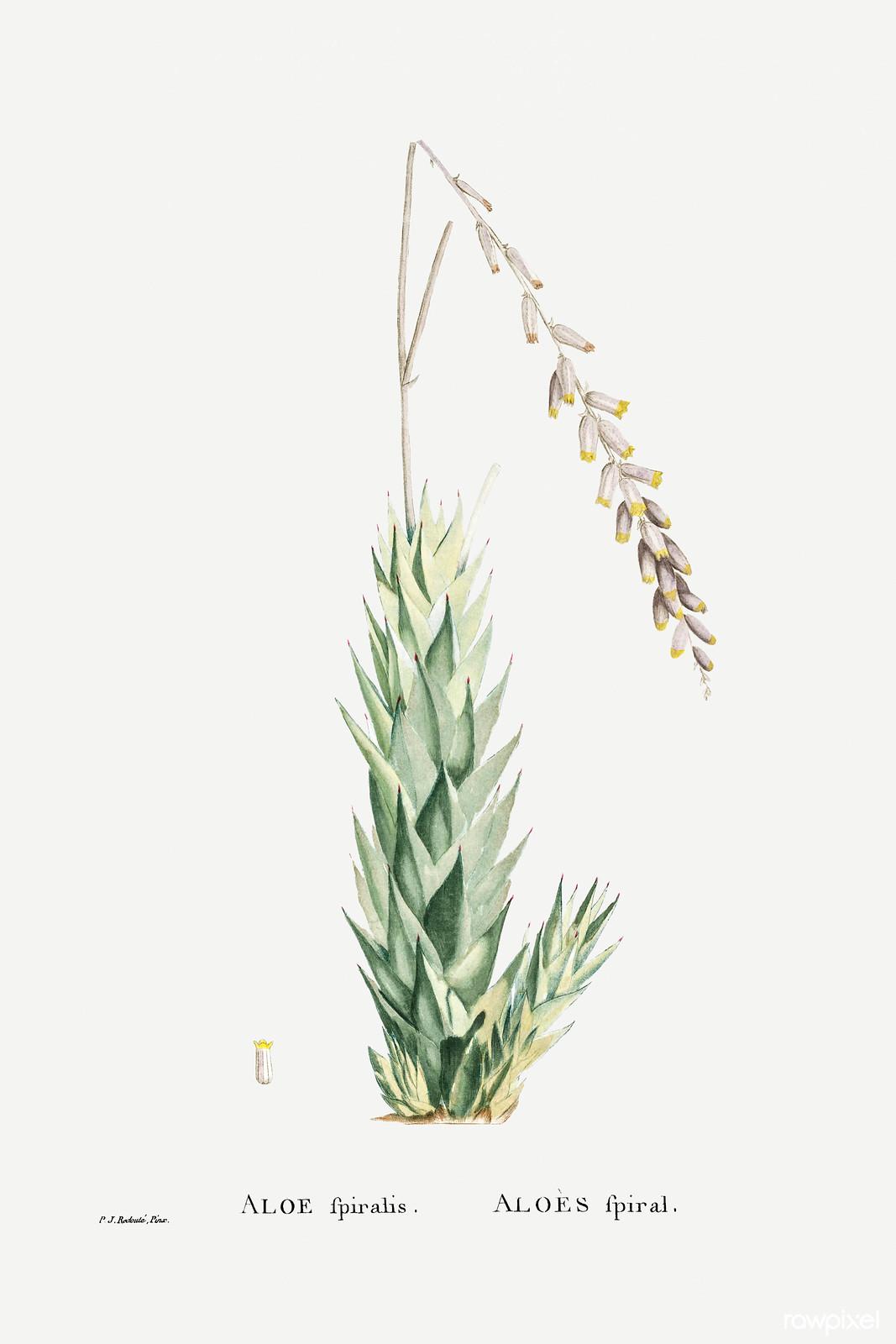 Aloe spiralis — Pierre-Joseph Redouté, original artwork; not a product photo