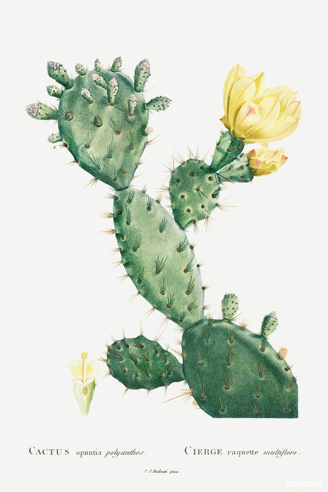 Cactus opuntia polyanthos — Pierre-Joseph Redouté, original artwork; not a product photo