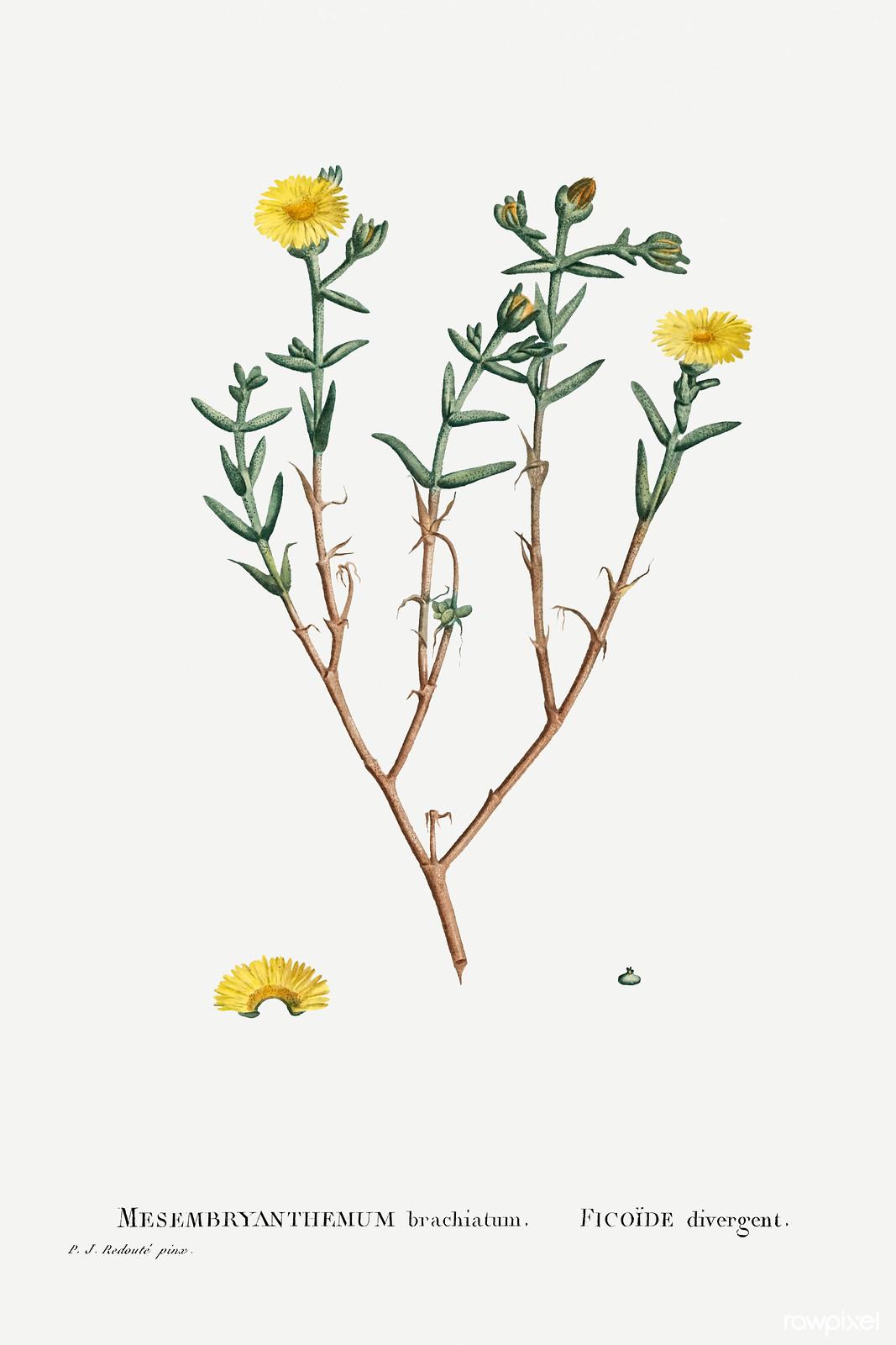 Mesembryanthemum brachiatum — Pierre-Joseph Redouté, original artwork; not a product photo