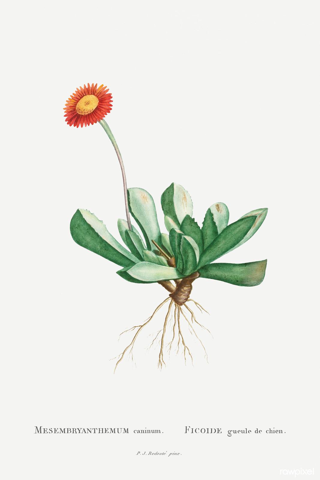 Mesembryanthemum caninum — Pierre-Joseph Redouté, original artwork; not a product photo