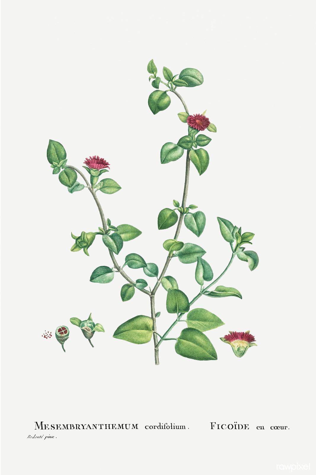 Mesembryanthemum cordifolium — Pierre-Joseph Redouté, original artwork; not a product photo
