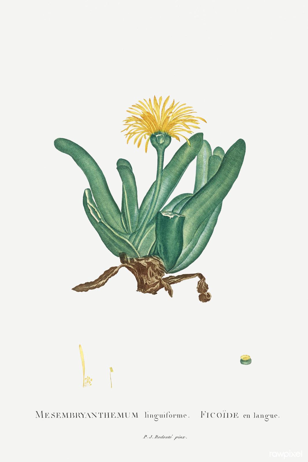 Mesembryanthemum linguiforme — Pierre-Joseph Redouté, original artwork; not a product photo